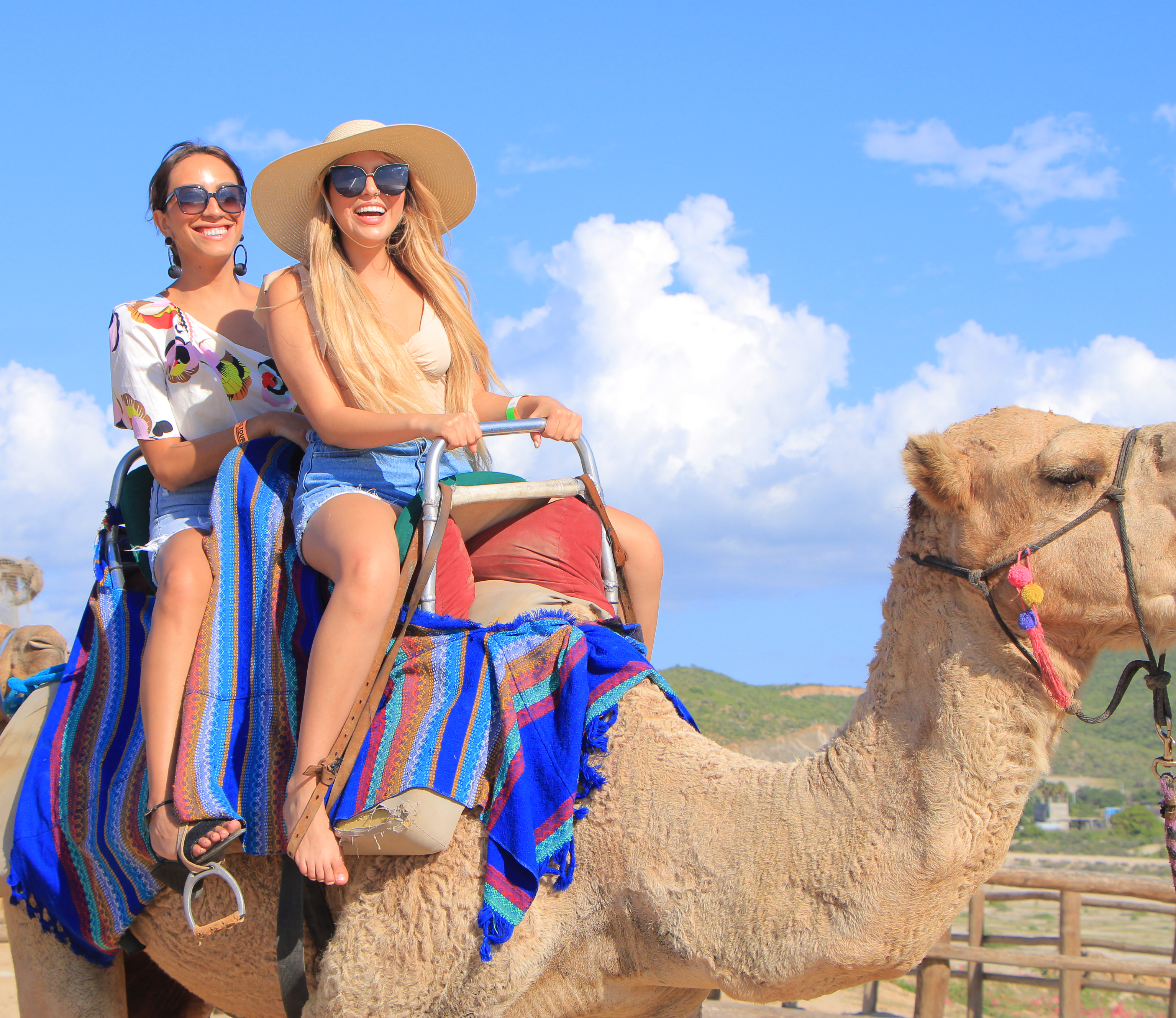 Camels