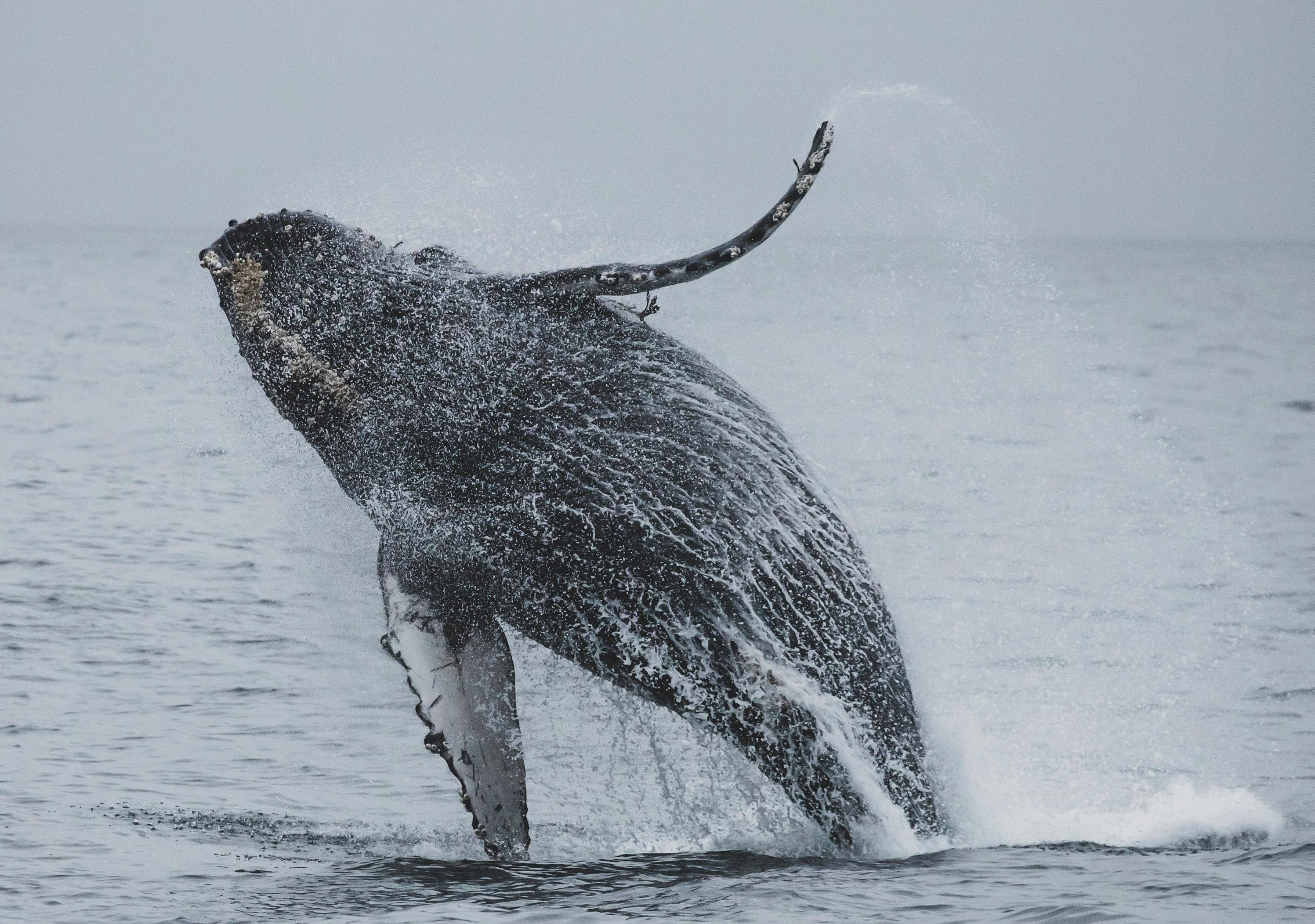 Whale Watching Cabo