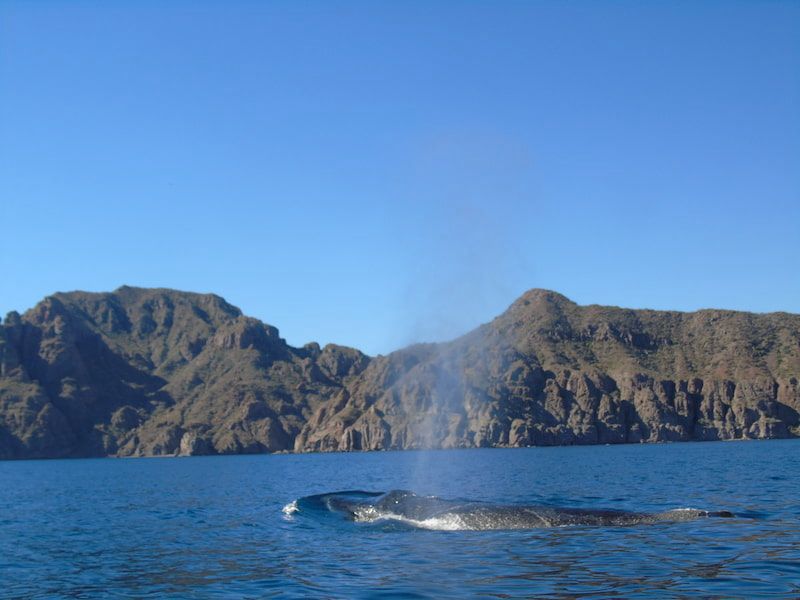 Whale Watching Loreto
